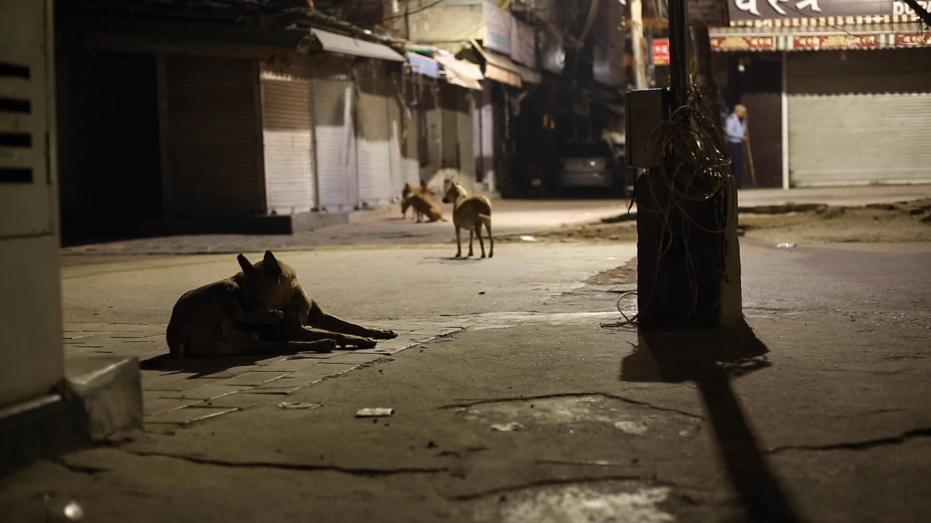 my body is because of dogs a video by Benjamin Egger